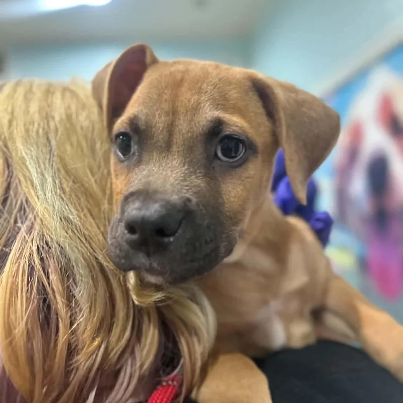 A baby medium-sized female Black Mixed Breed dog named Horizon for adoption in Seminole, FL