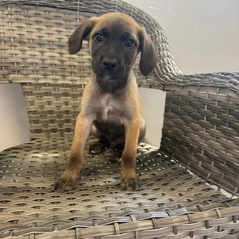 A baby medium-sized male Brown / Chocolate Mixed Breed dog named Peter for adoption in Ponca City, OK