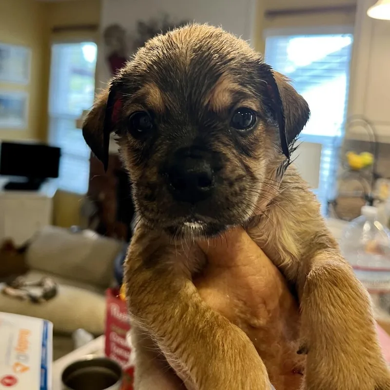 A baby medium-sized male Brown / Chocolate Pug dog named Ob for adoption in Oceanside, CA