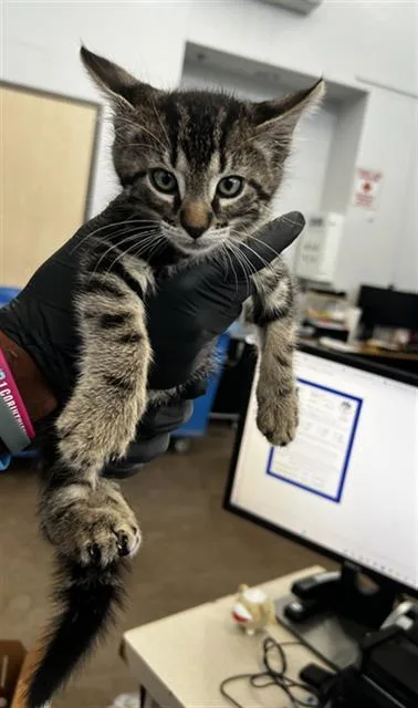 A baby small-sized male Domestic Short Hair cat named Chai for adoption in Dallas, TX