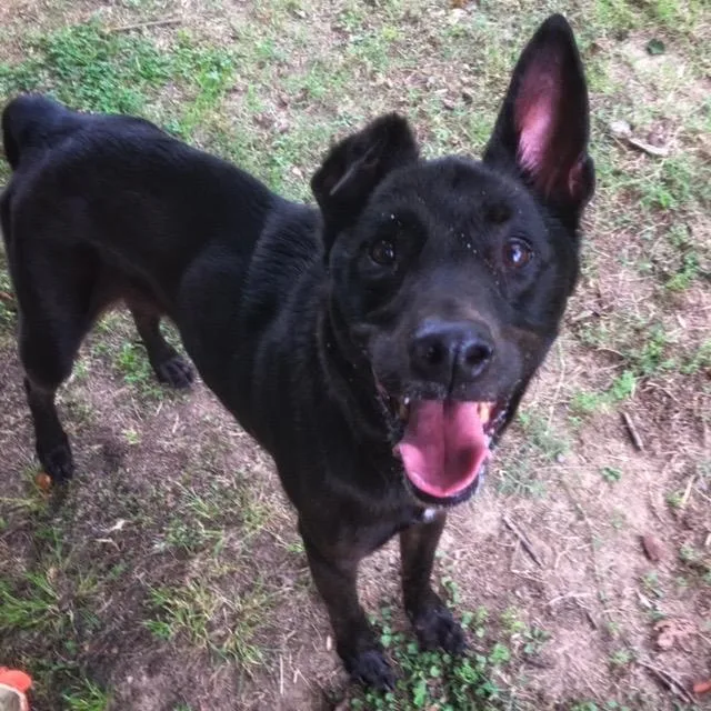 Sweetie Pie thumbnail 2