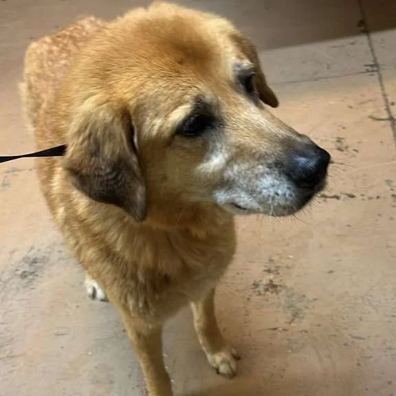 An adult medium-sized female Yellow / Tan / Blond / Fawn Mixed Breed dog named Nara for adoption in Gadsden, AL