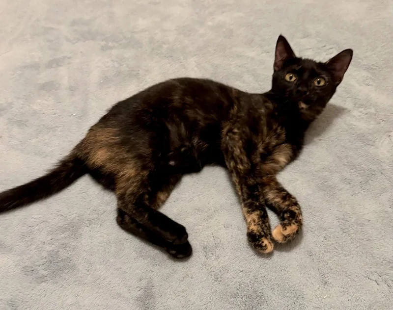A baby small-sized female Domestic Short Hair cat named Dawn for adoption in Arlington, TX