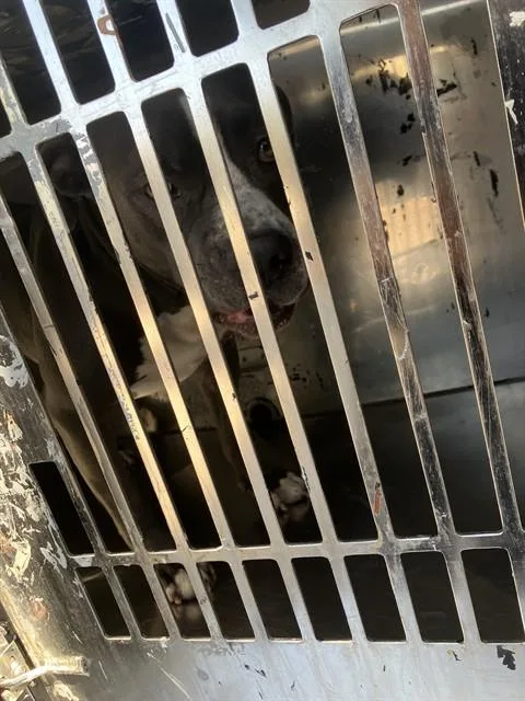 A young large-sized male Mixed Breed dog named Owen for adoption in Dallas, TX
