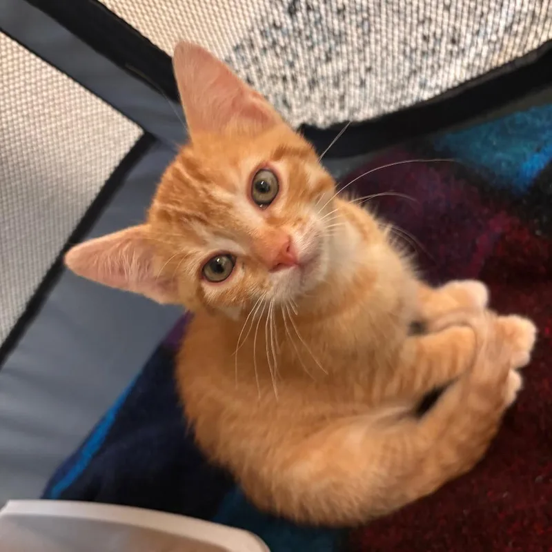 A baby small-sized male Orange / Red Domestic Short Hair cat named Leo for adoption in Fresno, CA