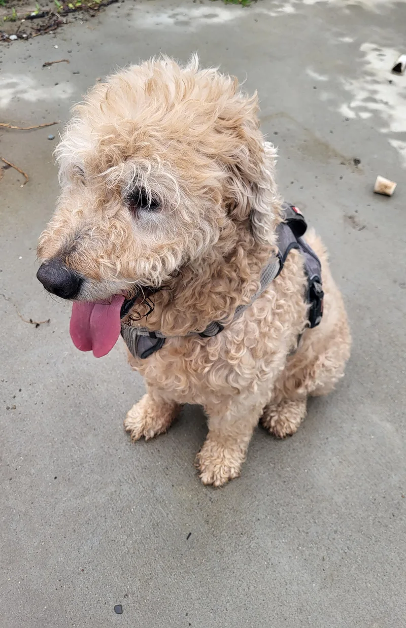 A senior large-sized male Apricot / Beige Goldendoodle dog named Tanner for adoption in Hagerstown, MD
