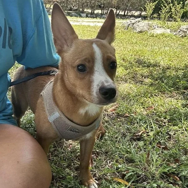 A young small-sized male Golden Mixed Breed dog named Craig for adoption in Key Largo, FL
