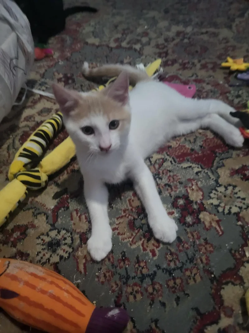 A baby small-sized male Domestic Short Hair cat named Colt for adoption in Rio Linda, CA