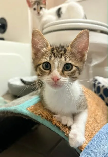 A baby small-sized male Tabby (Gray / Blue / Silver) Domestic Short Hair cat named Rickie at PetSmart in for adoption in Bishop, GA