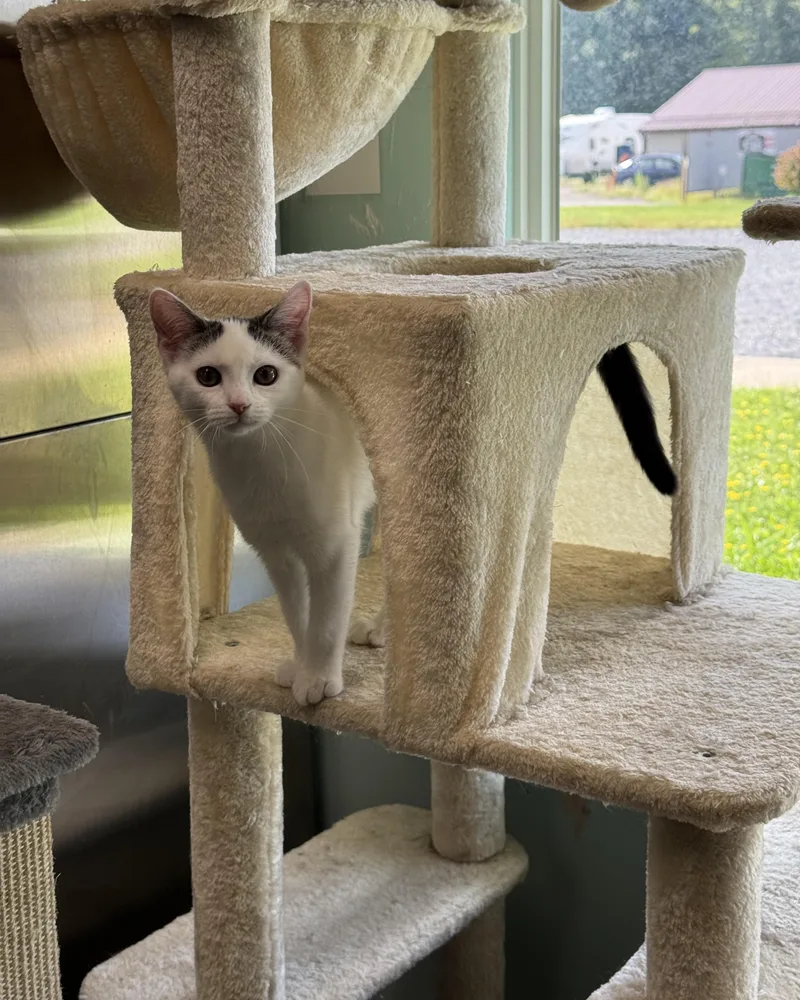 A baby medium-sized female Black Domestic Short Hair cat named Snickers & Milky Way for adoption in Seneca, PA