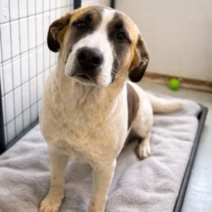A young large-sized female White / Cream Mixed Breed dog named Trixie for adoption in Dillon, SC