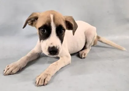 A baby large-sized female Boxer dog named Betty Rubble for adoption in Morton Grove, IL