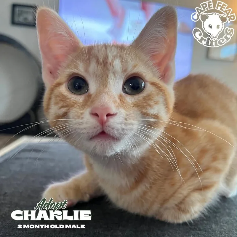 A baby small-sized male Orange & White Domestic Short Hair cat named Charlie for adoption in Wilmington, NC