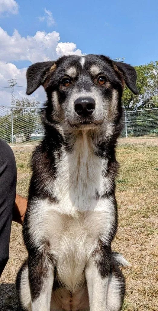 An adult medium-sized female Border Collie dog named Gracie Mae for adoption in Seguin, TX