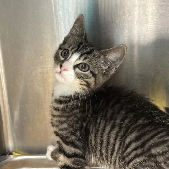 A baby small-sized male Brown / Chocolate Domestic Short Hair cat named Big Bagel for adoption in Davenport, IA