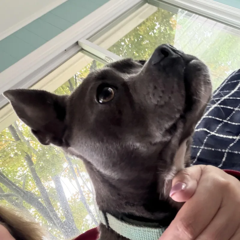 Babybella thumbnail 3