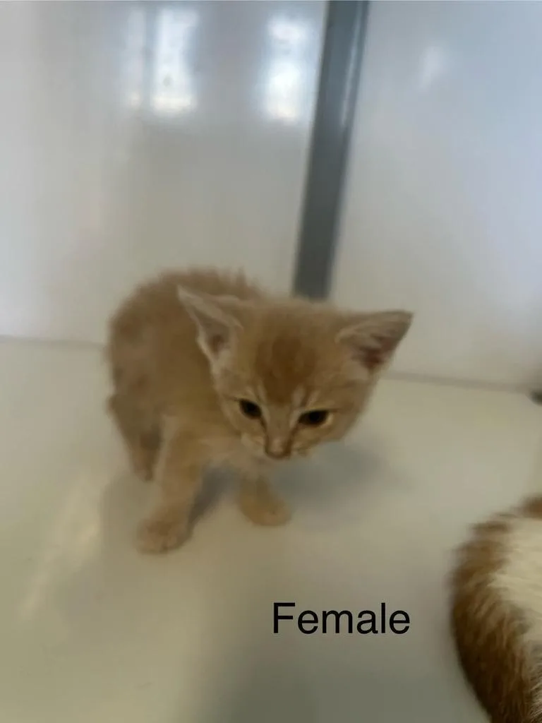 A baby medium-sized female Domestic Short Hair cat named Elphie for adoption in Holbrook, AZ
