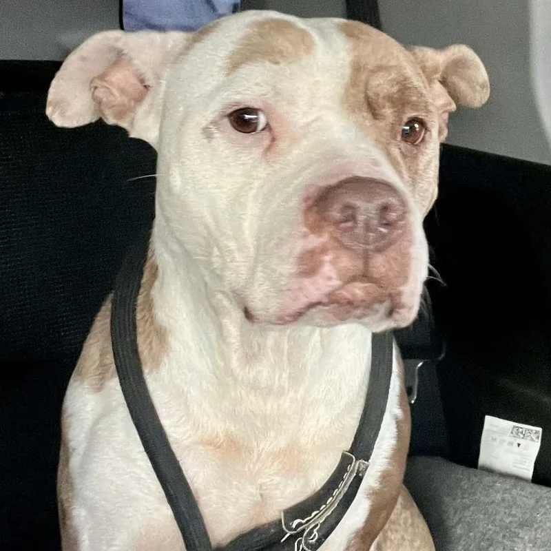 Crisanta thumbnail 2