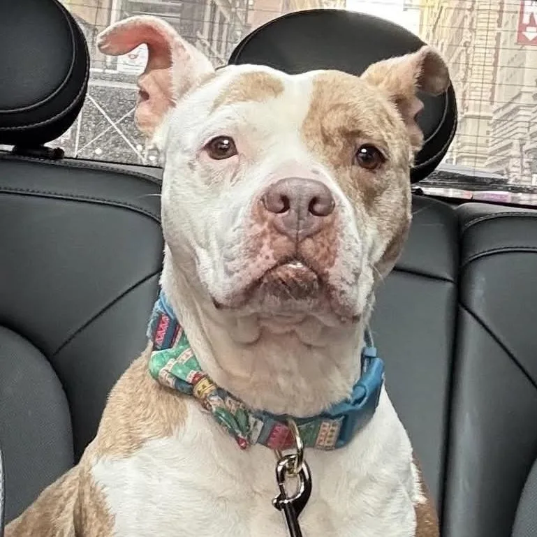 Crisanta thumbnail 3