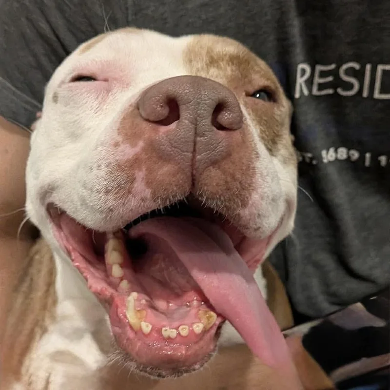 Crisanta thumbnail 4