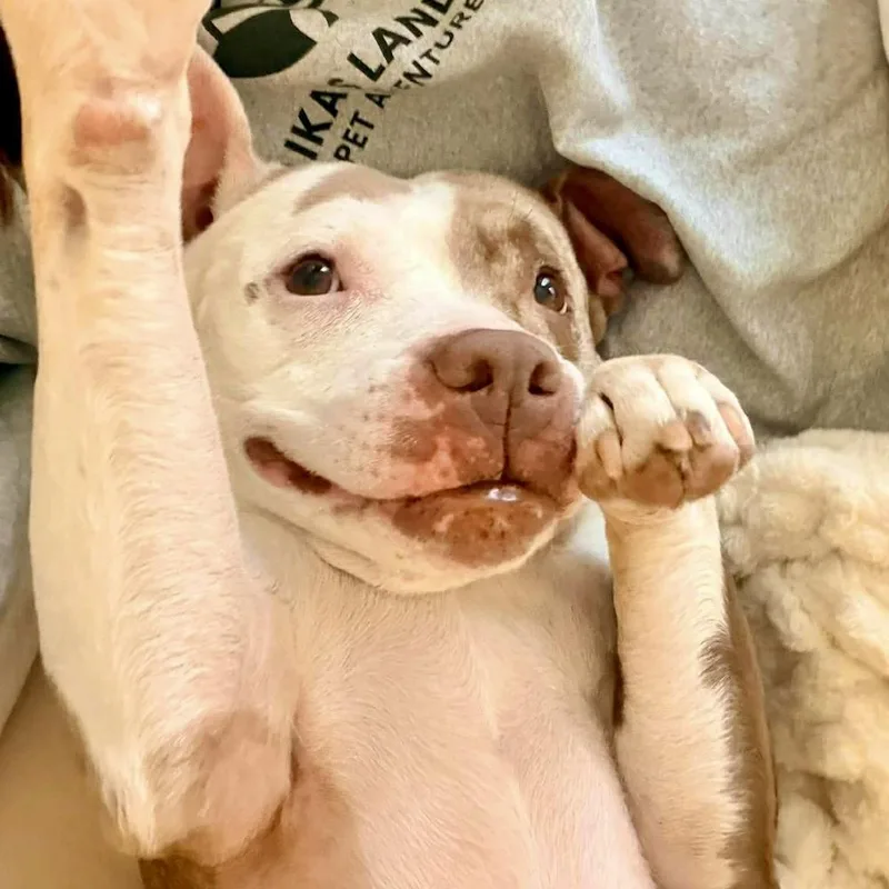 Crisanta thumbnail 5