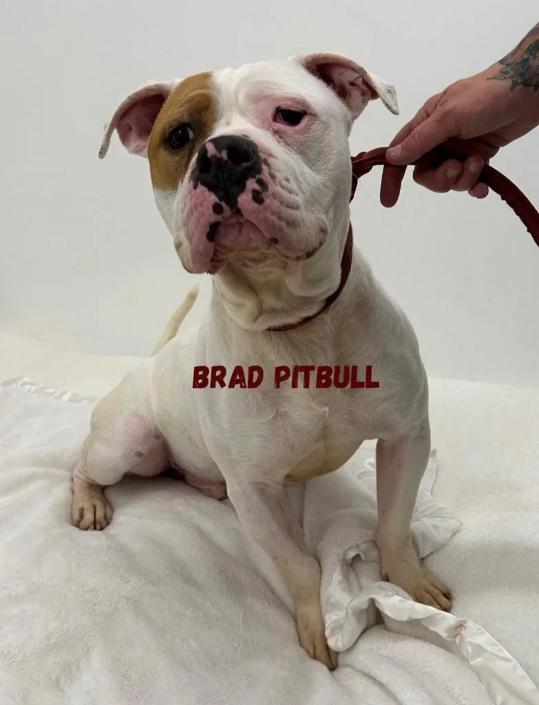 Brad Pitbull