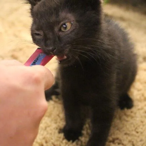 A baby small-sized female Black Domestic Short Hair cat named Brooklyn for adoption in Canal Winchester, OH
