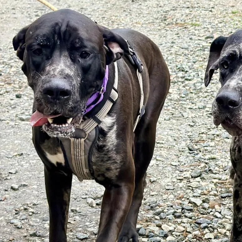 A young extra large-sized female Black Great Dane dog named Dollar for adoption in Phoenixville, PA