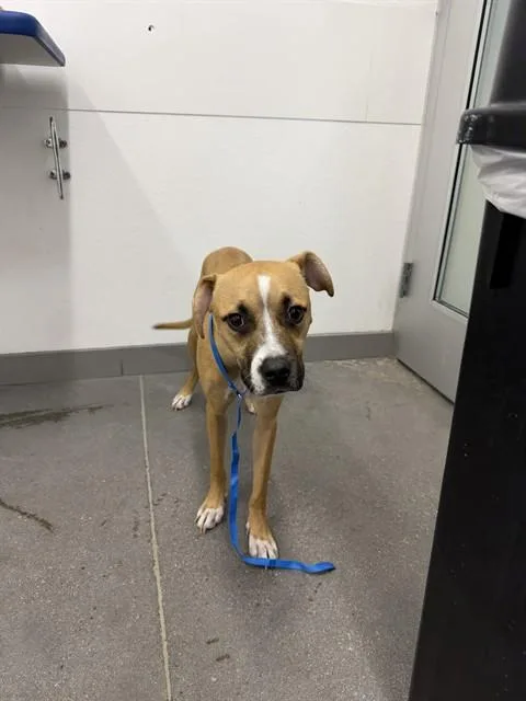 A young medium-sized female German Shepherd Dog dog named Coco Chanel for adoption in Mesa, AZ