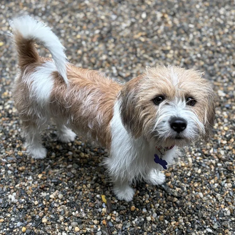 A young small-sized male White / Cream Mixed Breed dog named Sid the Science Kid for adoption in Hopkinton, MA