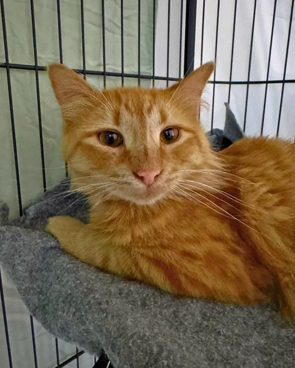 A young small-sized male Domestic Medium Hair cat named Hamlet for adoption in Novato, CA