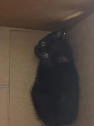 A baby small-sized female Domestic Short Hair cat named Isa for adoption in West Chester, PA
