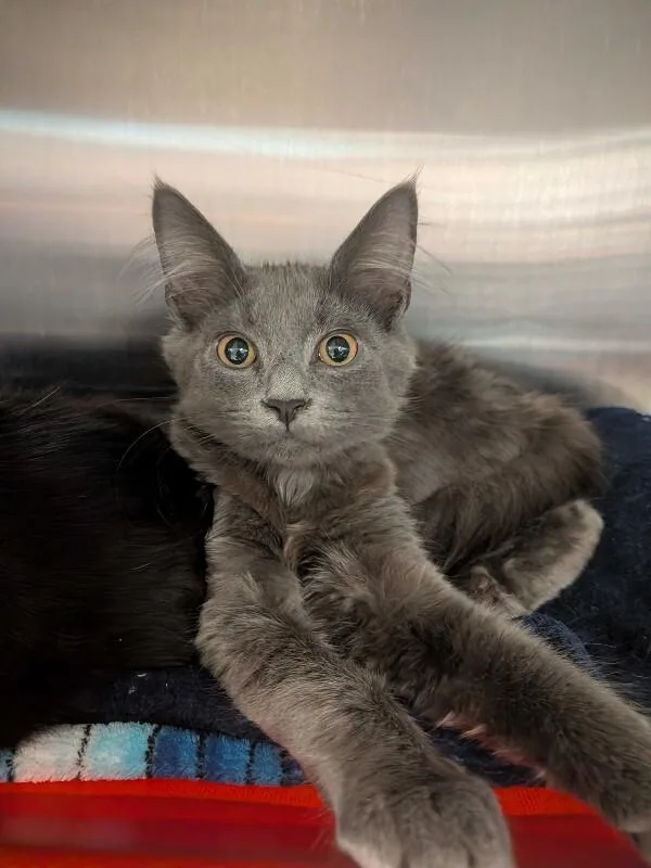A young medium-sized male Gray / Blue / Silver Domestic Long Hair cat named Raphael for adoption in Cincinnati, OH