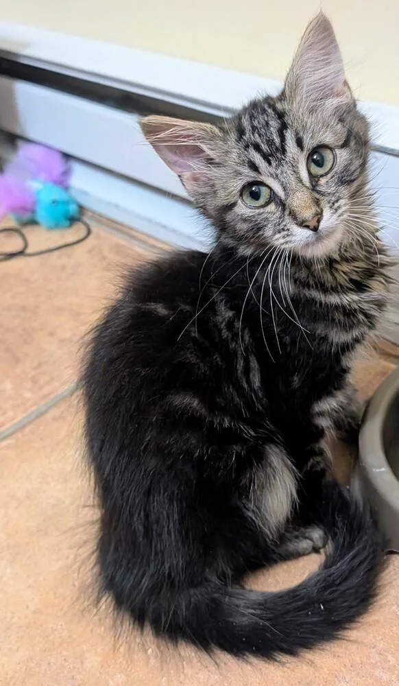 A baby small-sized male Domestic Medium Hair cat named Blacktip for adoption in Louisa, VA