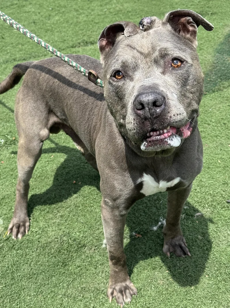 A senior large-sized male Gray / Blue / Silver Pit Bull Terrier dog named Duke for adoption in Anderson, IN