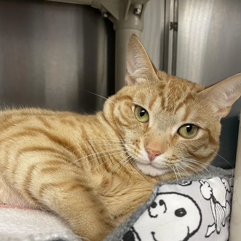 A young medium-sized male Orange & White American Shorthair cat named Tiny for adoption in North Kingstown, RI