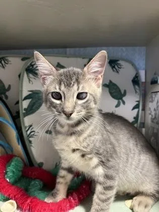 A young small-sized male Domestic Short Hair cat named Jj for adoption in Beatrice, NE