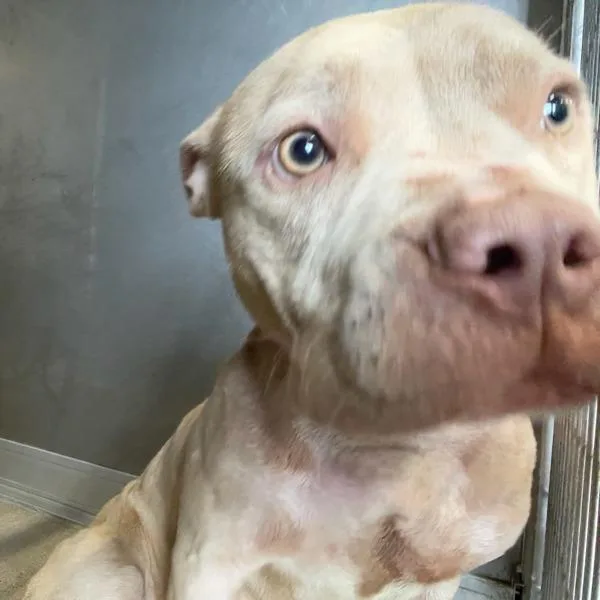 A young small-sized female Staffordshire Bull Terrier dog named Ruby for adoption in Des Moines, IA