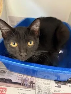A young medium-sized female Black Domestic Short Hair cat named Jenny for adoption in Mason City, IA