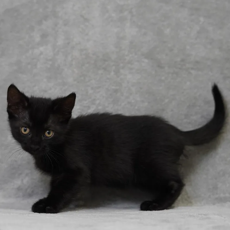A baby small-sized male Black Domestic Short Hair cat named Haribo for adoption in Sunnyvale, CA