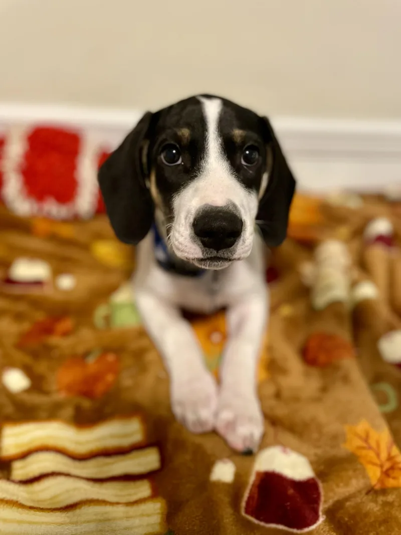A baby large-sized male Treeing Walker Coonhound dog named Lancer for adoption in MADISON, AL