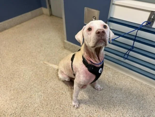 An adult large-sized male Labrador Retriever dog named Toby for adoption in Miami, FL