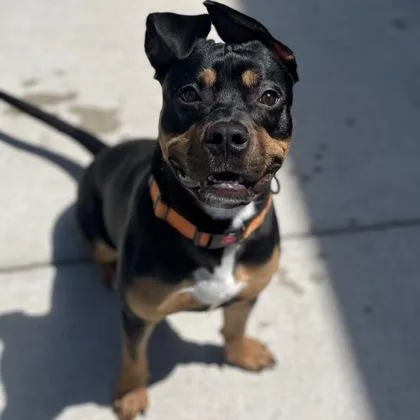 A young medium-sized male Mixed Breed dog named Sterling for adoption in Janesville, WI