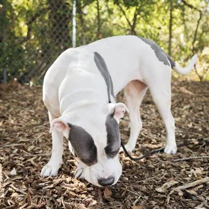 An adult medium-sized female Mixed Breed dog named Queenie for adoption in Largo, FL