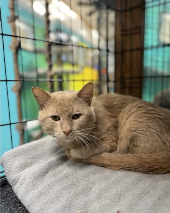 An adult medium-sized male Domestic Short Hair cat named Cowboy for adoption in Chicago, IL