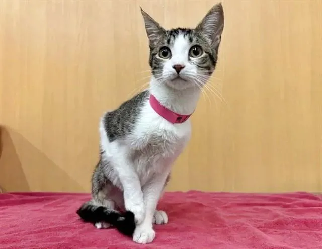 A young small-sized female Domestic Short Hair cat named Minnie for adoption in Saint Louis, MO