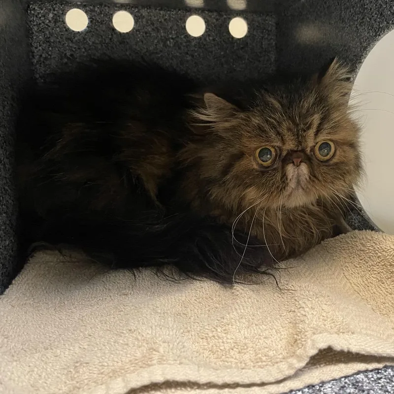 A senior medium-sized female Brown / Chocolate Persian cat named Chanel for adoption in Pasadena, CA