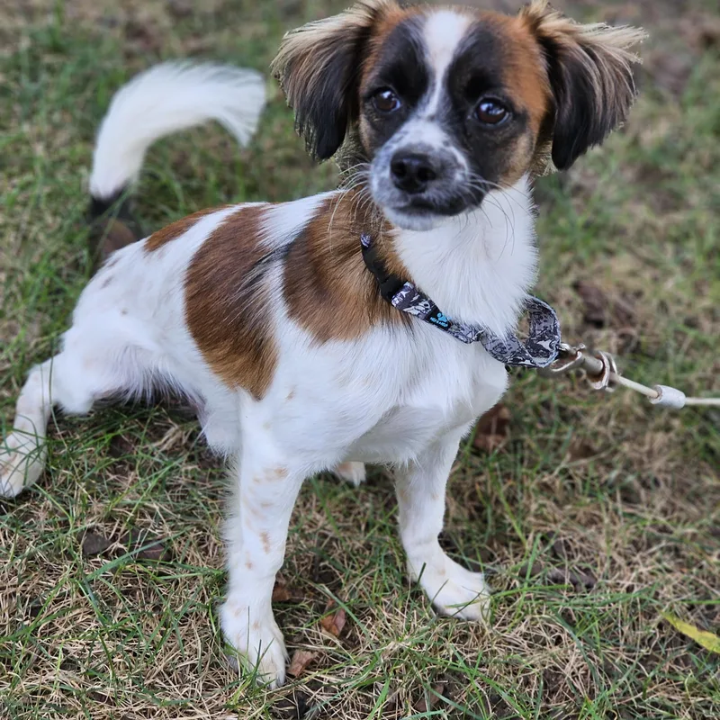 A young small-sized male Tricolor (Brown, Black, & White) Papillon dog named Jessie so il for adoption in O Fallon, IL