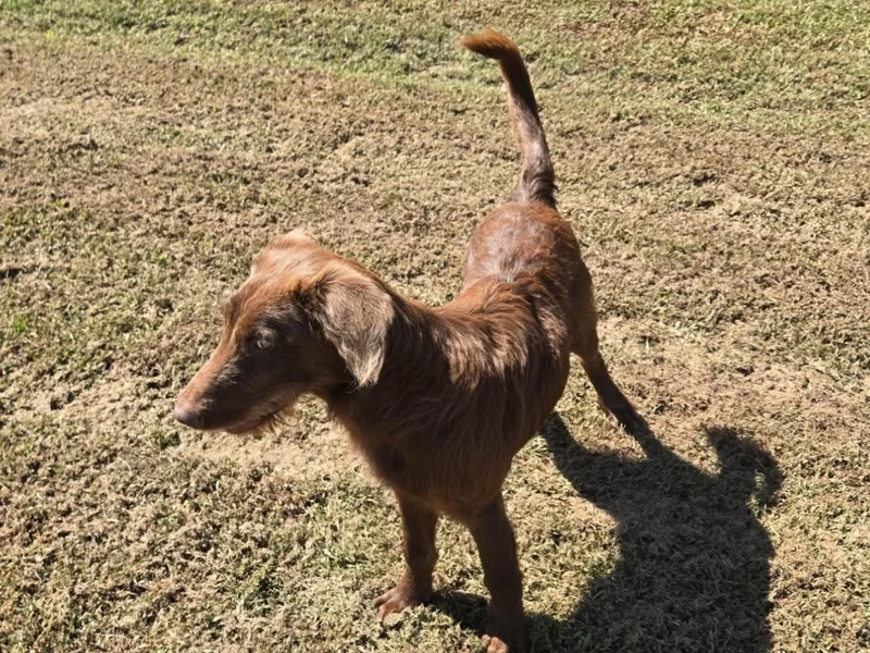A young medium-sized male Chesapeake Bay Retriever dog named Scout for adoption in Rome, GA