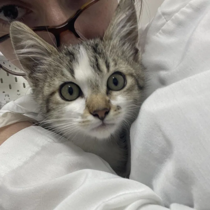 A baby small-sized male Brown / Chocolate Domestic Short Hair cat named Peacock for adoption in Long Beach, CA